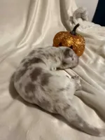 Simba, a male Great Dane for sale in San Angelo, TX – Photo 5 of 8