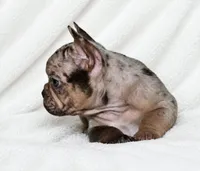 Seldovia, a female French Bulldog for sale in San Angelo, TX – 2 of 8