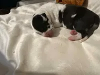 Rafike, a male Great Dane for sale in San Angelo, TX – Photo 7 of 10