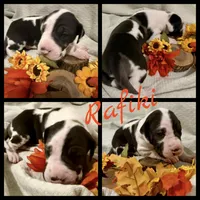 Rafike, a male Great Dane for sale in San Angelo, TX – Photo 9 of 10