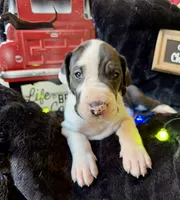 Rafike, a male Great Dane for sale in San Angelo, TX – Photo 1 of 10