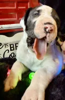 Rafike, a male Great Dane for sale in San Angelo, TX – Photo 10 of 10