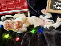 Rafike, a male Great Dane for sale in San Angelo, TX – Photo 8 of 10