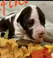 Rafike, a male Great Dane for sale in San Angelo, TX – Photo 4 of 10