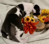 Rafike, a male Great Dane for sale in San Angelo, TX – Photo 5 of 10