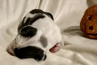 Rafike, a male Great Dane for sale in San Angelo, TX – Photo 2 of 10