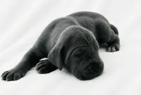 Carver, a female Great Dane for sale in San Angelo, TX – 9 of 9