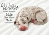 Wilkie, a male Great Dane for sale in San Angelo, TX – 2 of 2