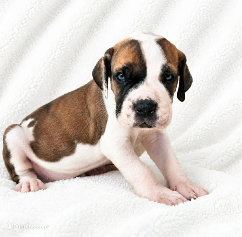 Pepin  – Great Dane puppy for sale in San Angelo, TX