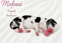Makani , a female Great Dane for sale in San Angelo, TX – 2 of 2