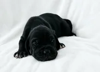 Lark , a female Great Dane for sale in San Angelo, TX – 2 of 6