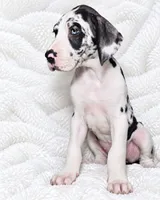 Makani , a female Great Dane for sale in San Angelo, TX – 3 of 10