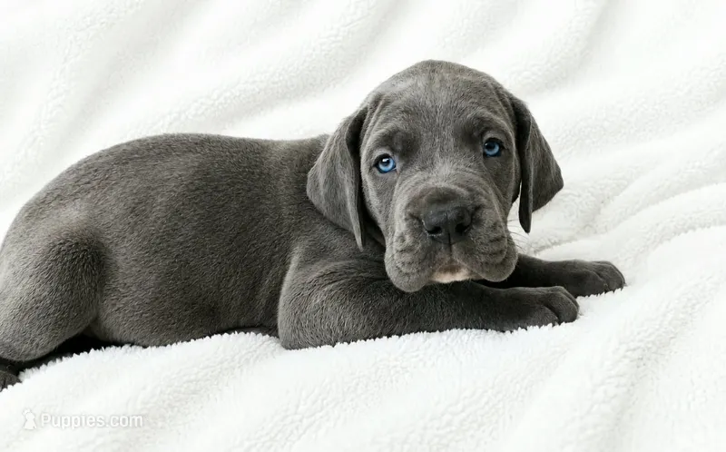 Carver – Great Dane puppy for sale in San Angelo, TX