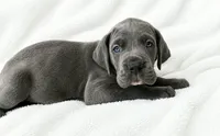 Carver, a female Great Dane for sale in San Angelo, TX – 4 of 9
