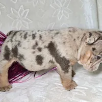 Skylor, a male English Bulldog for sale in San Angelo, TX – Photo 4 of 7