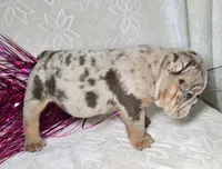 Skylor, a male English Bulldog for sale in San Angelo, TX – Photo 4 of 7