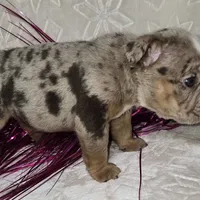 Skylor, a male English Bulldog for sale in San Angelo, TX – Photo 6 of 7