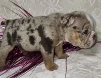 Skylor, a male English Bulldog for sale in San Angelo, TX – Photo 6 of 7