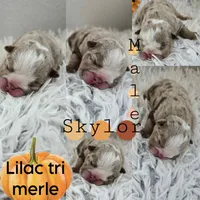Skylor, a male English Bulldog for sale in San Angelo, TX – Photo 2 of 7
