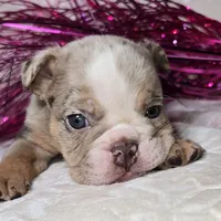Skylor, a male English Bulldog for sale in San Angelo, TX – Photo 3 of 7