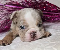 Skylor, a male English Bulldog for sale in San Angelo, TX – Photo 3 of 7