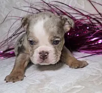 Skylor, a male English Bulldog for sale in San Angelo, TX – Photo 7 of 7