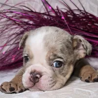 Skylor, a male English Bulldog for sale in San Angelo, TX – Photo 1 of 7