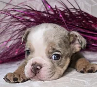 Skylor, a male English Bulldog for sale in San Angelo, TX – Photo 1 of 7