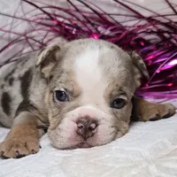 Skylor, a male English Bulldog for sale in San Angelo, TX – Photo 5 of 7