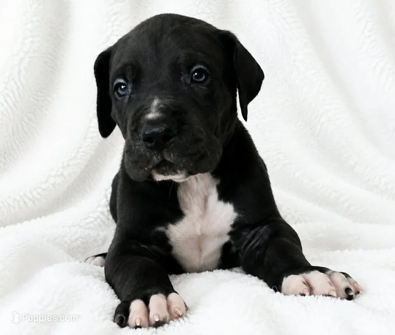 Cass – Great Dane puppy for sale in San Angelo, TX