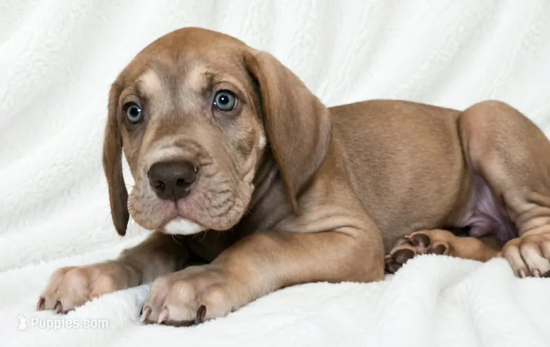 Takara  – Great Dane puppy for sale in San Angelo, TX