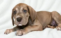 Takara , a male Great Dane for sale in San Angelo, TX – 1 of 10