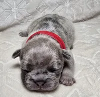 Valdez , a male French Bulldog for sale in San Angelo, TX – 3 of 5