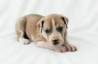 Teno, a male Great Dane for sale in San Angelo, TX – 4 of 7
