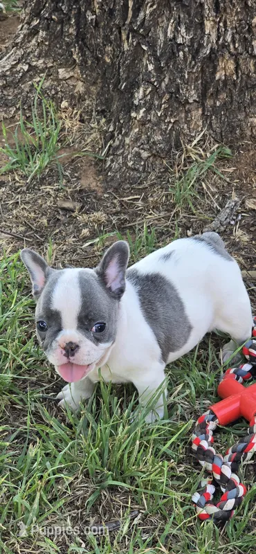 Duke, a male French Bulldog for sale in San Angelo, TX – Photo 1 of 4