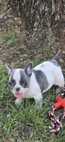 Duke, a male French Bulldog for sale in San Angelo, TX – Photo 1 of 4