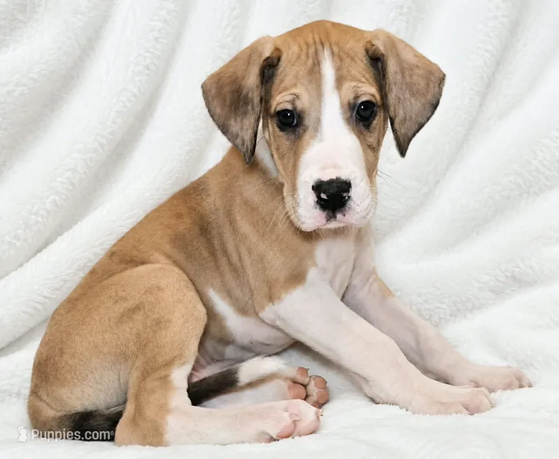 Teno – Great Dane puppy for sale in San Angelo, TX