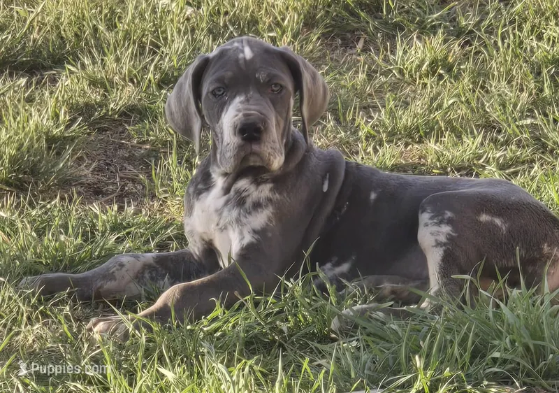 Kimi, a female Great Dane for sale in San Angelo, TX – Photo 1 of 7