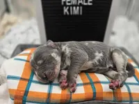 Kimi, a female Great Dane for sale in San Angelo, TX – Photo 4 of 7