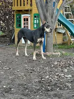 Kimi, a female Great Dane for sale in San Angelo, TX – Photo 5 of 7