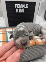 Kimi, a female Great Dane for sale in San Angelo, TX – Photo 3 of 7