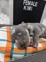 Kimi, a female Great Dane for sale in San Angelo, TX – Photo 6 of 7