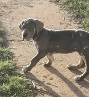 Kimi, a female Great Dane for sale in San Angelo, TX – Photo 2 of 7
