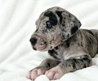 Orkid , a female Great Dane for sale in San Angelo, TX – 2 of 10