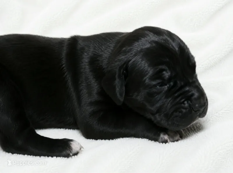 Malia  – Great Dane puppy for sale in San Angelo, TX