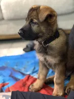 Thunder Vom Donner, a male German Shepherd Dog for sale in Miami Lakes, FL – Photo 3 of 10