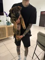 Thunder Vom Donner, a male German Shepherd Dog for sale in Miami Lakes, FL – Photo 7 of 10