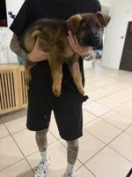 Thunder Vom Donner, a male German Shepherd Dog for sale in Miami Lakes, FL – Photo 5 of 10