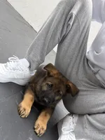 Thunder Vom Donner, a male German Shepherd Dog for sale in Miami Lakes, FL – Photo 8 of 10