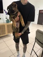 Thunder Vom Donner, a male German Shepherd Dog for sale in Miami Lakes, FL – Photo 6 of 10